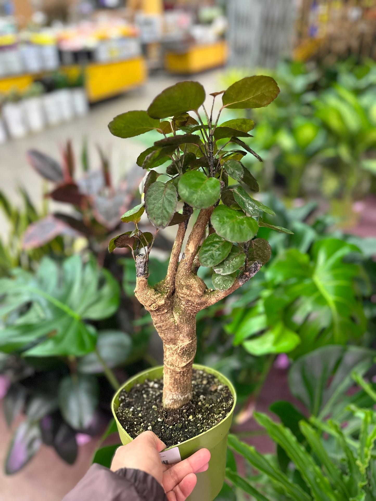 6" Aralia Fabian