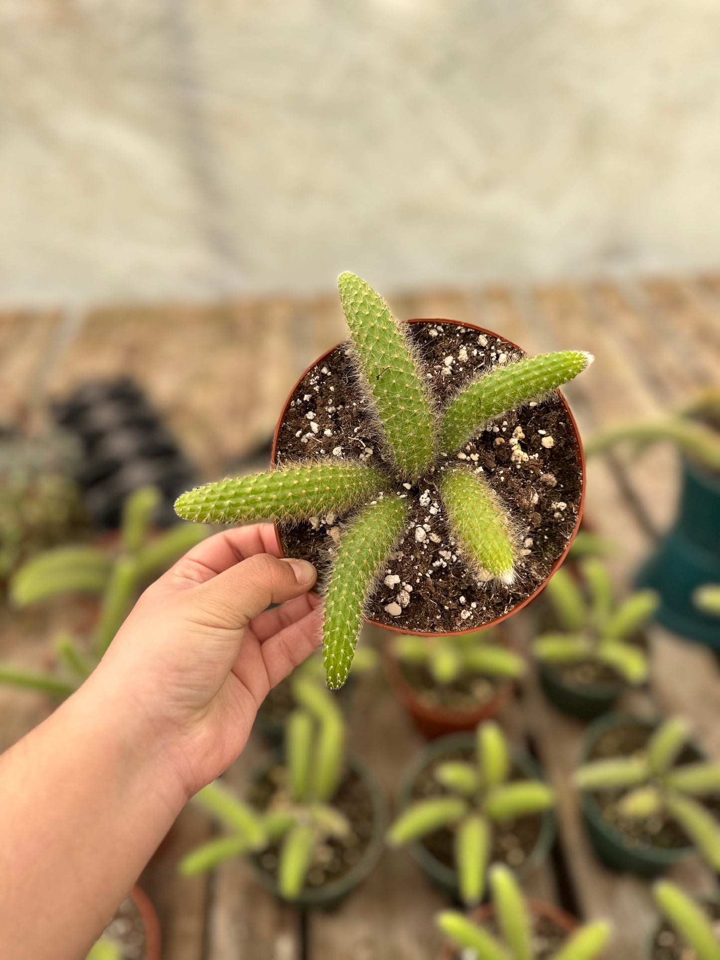 4" Golden Monkey Tail Cactus