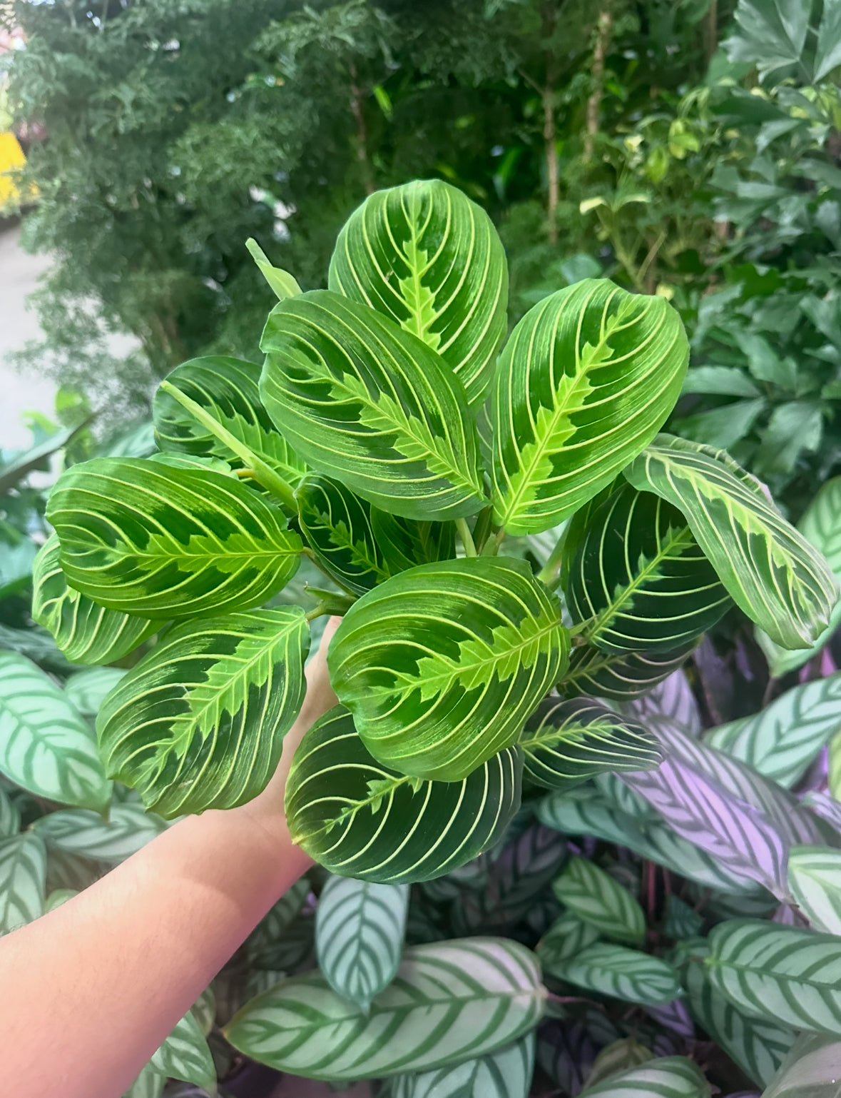 4" Maranta Lemon Lime