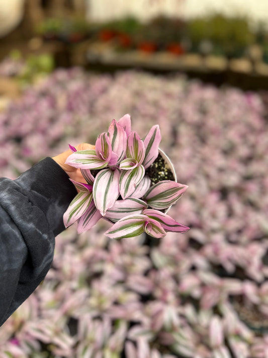 4” Tradescantia Nanouk