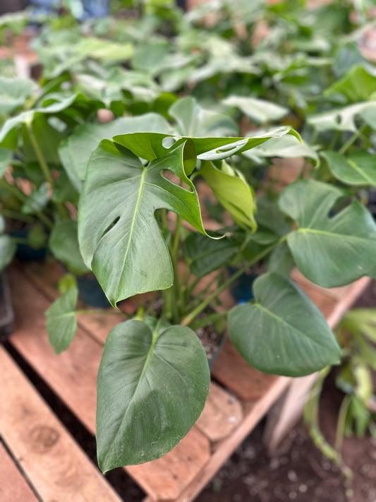 8” Monstera deliciosa