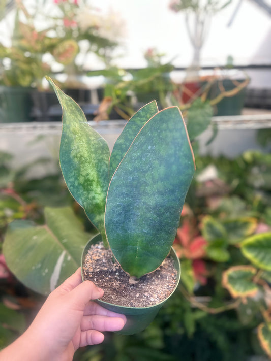6" Sansevieria masoniana 'Whale Fin'