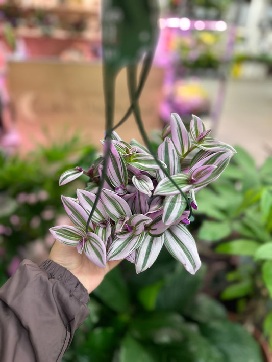 6" Tradescantia Nanouk