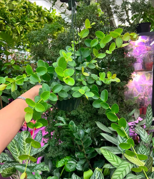 6" Hoya Cumingiana