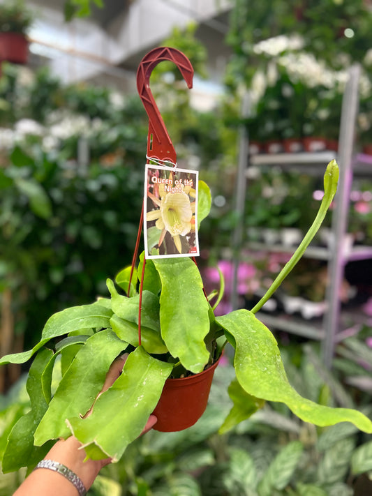 6" Epiphyllum oxypetalum, Queen of the Night