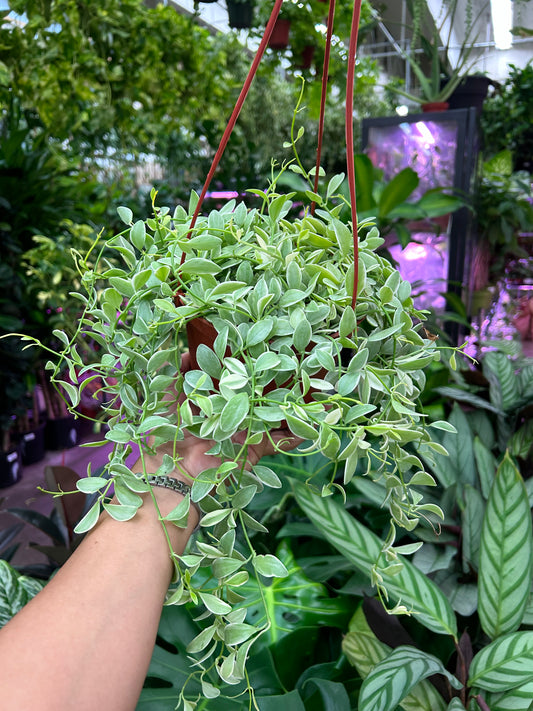 6" Dischidia Cascade Variegated