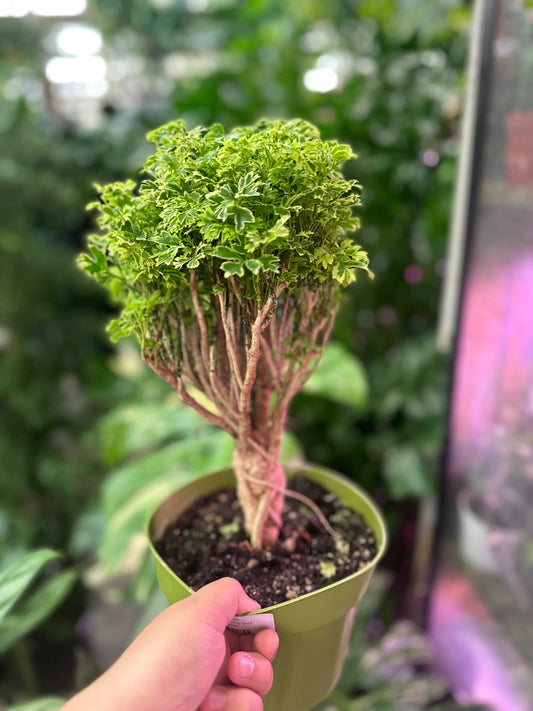6" Aralia Ming Gold