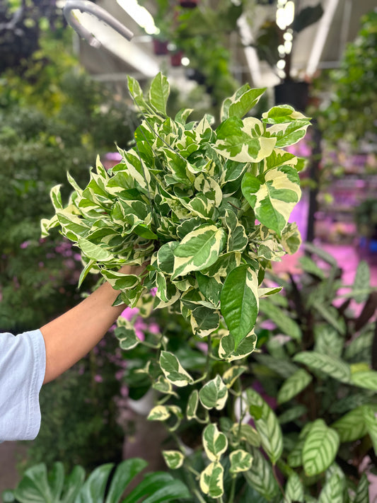 6" Pothos Njoy