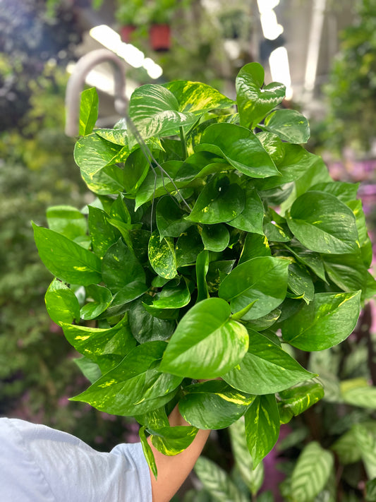 6" Golden Pothos