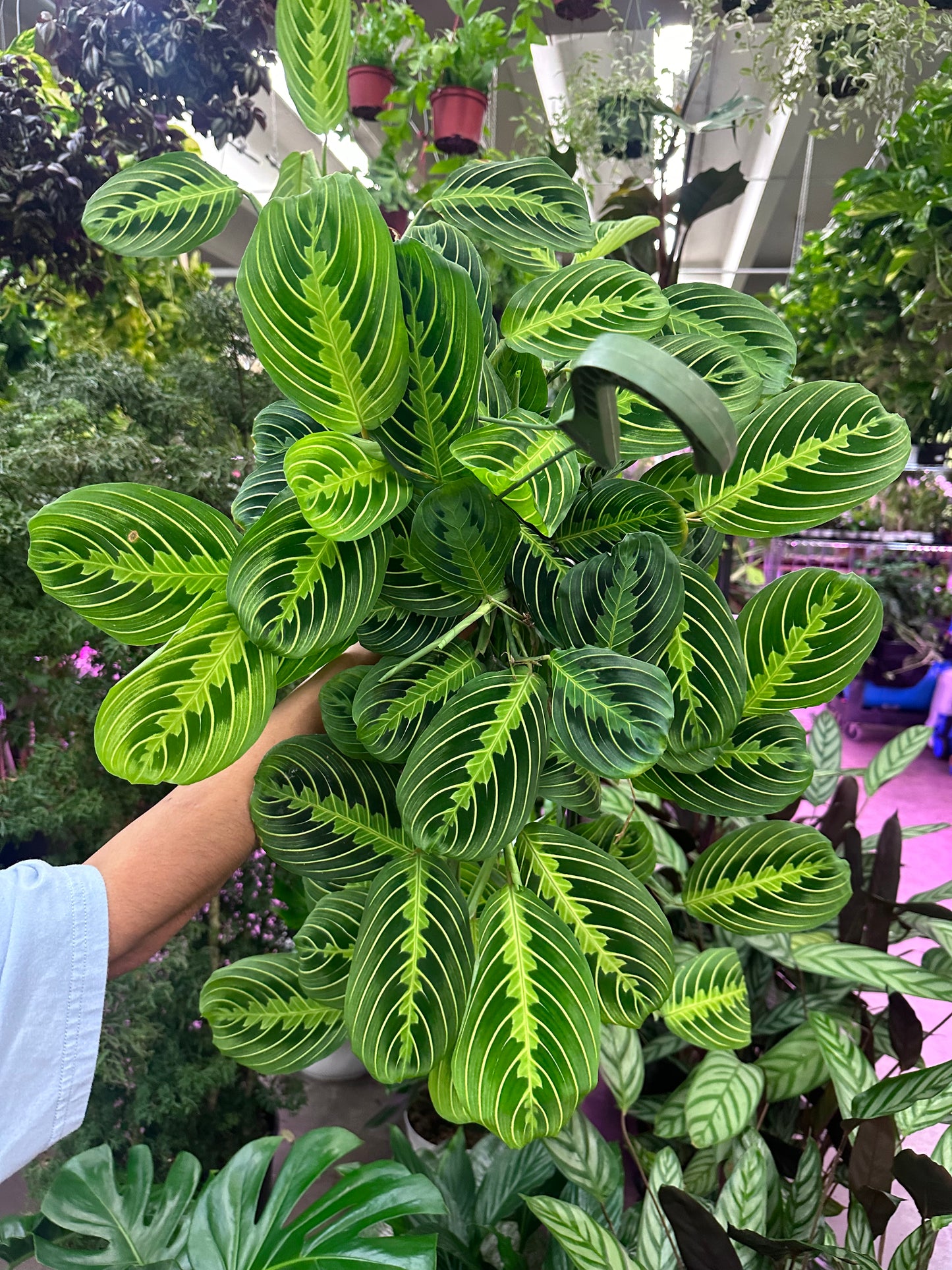 6" Maranta Lemon Lime