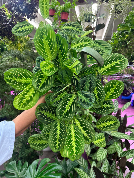 6" Maranta Lemon Lime