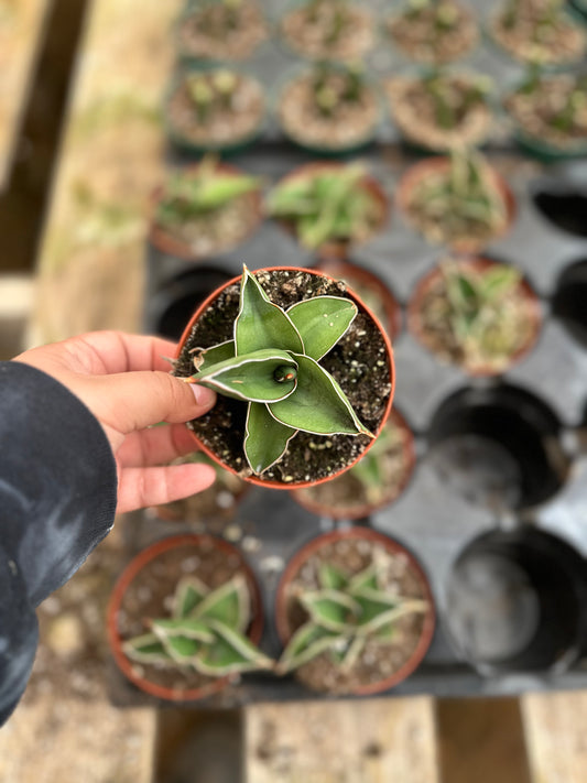 4" sansevieria samurai