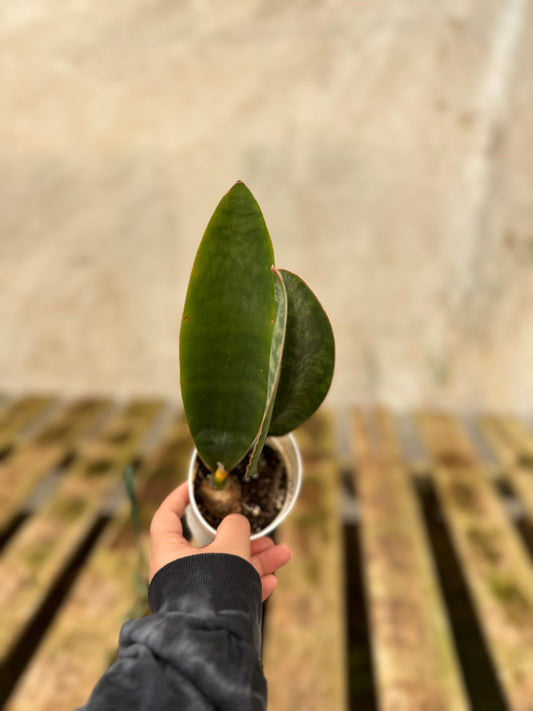 4" Sansevieria masoniana 'Whale Fin'