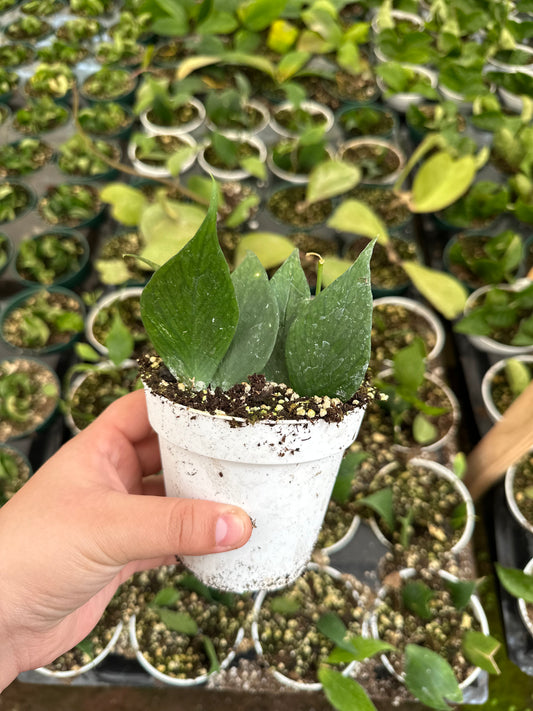4" Hoya Fishtail,  Hoya polyneura