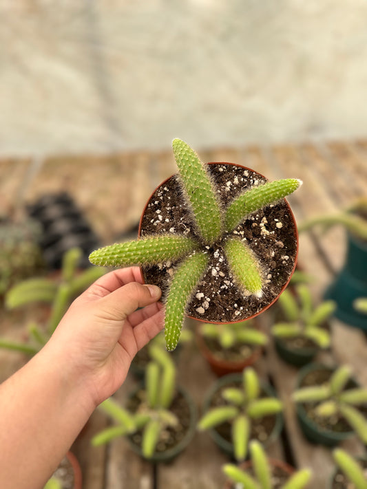 4" Golden Monkey Tail Cactus