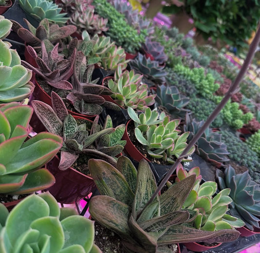 4" Assorted Succulents bundles