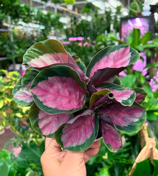 4" Calathea Rosey
