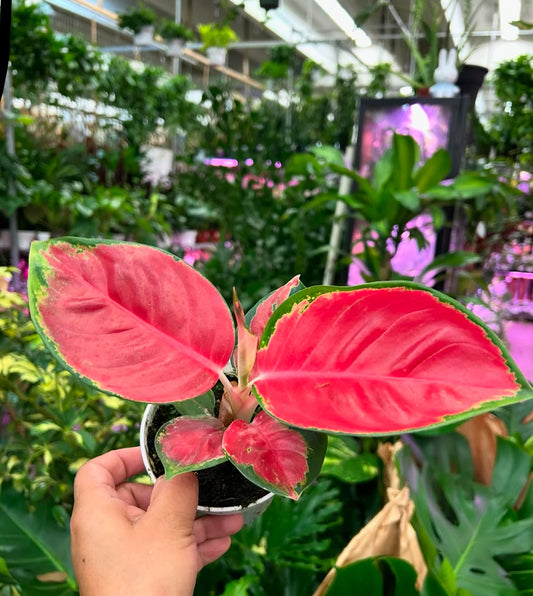 4" aglaonema eastern red