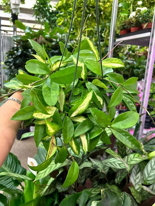 6" Hoya Krimson Princess