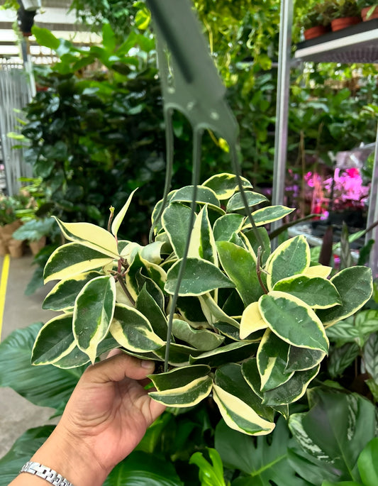 6" Hoya Krimson Queen