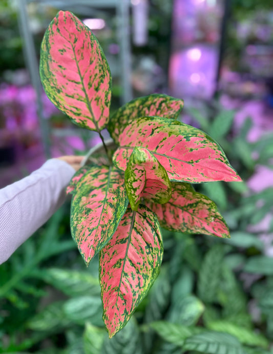 4" aglaonema lady valentine
