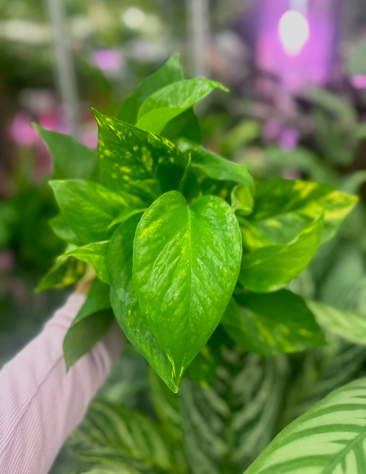 4" Golden Pothos