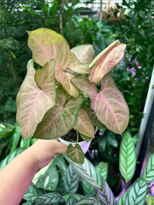 4" Syngonium Strawberry Cream
