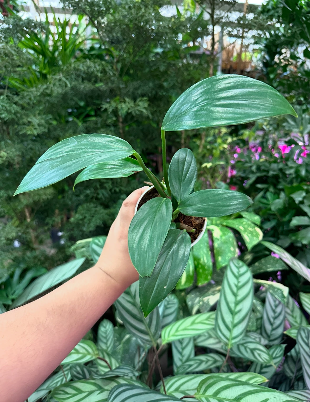 4" Rhaphidophora Decursiva "Kylin tail"