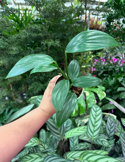 4" Rhaphidophora Decursiva "Kylin tail"