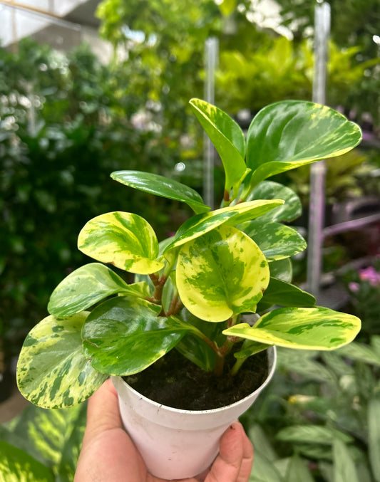 4" Peperomia Marble Optipan