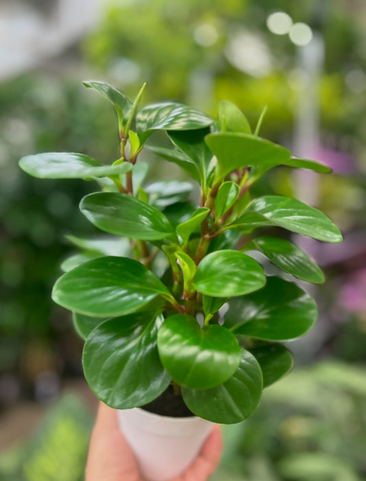 4" Peperomia Optipan Green