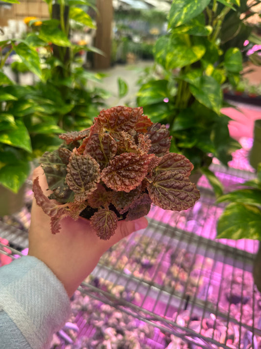 4" Begonia Ruby Dragon