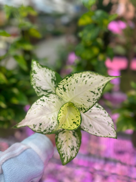 4" Dieffenbachia Amy