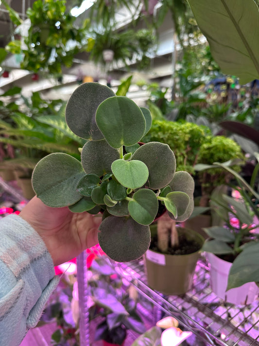 4" Peperomia Incana 'Felted'