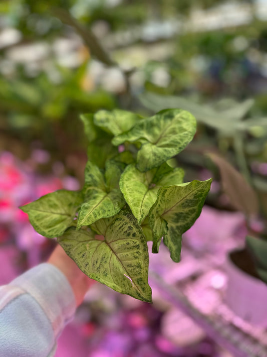 4" Syngonium White Butterfly