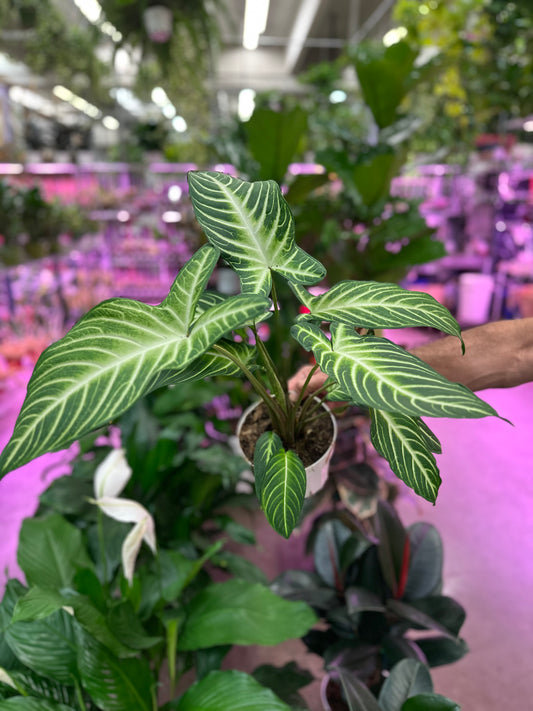 6" Xanthosoma Magificum