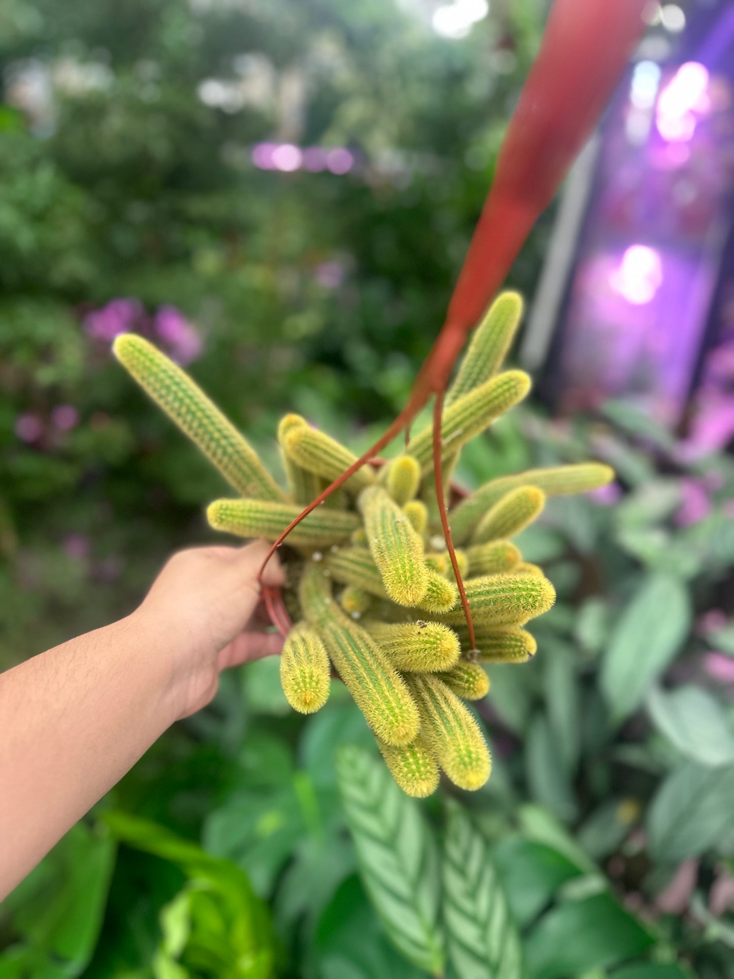 6" Golden Monkey Tail cactus